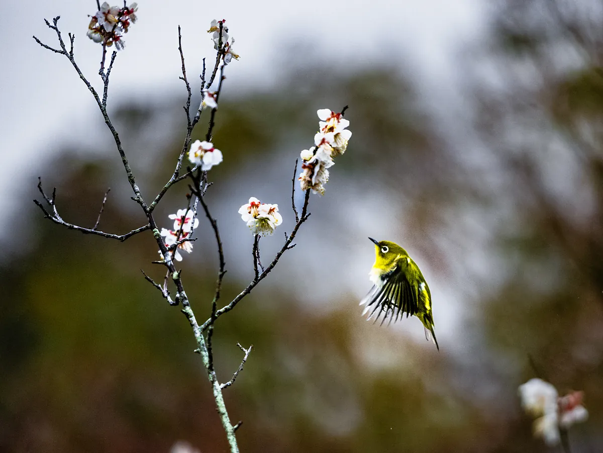 A yellow-green white-eye hovers beside a bare branch of white plum blossom.