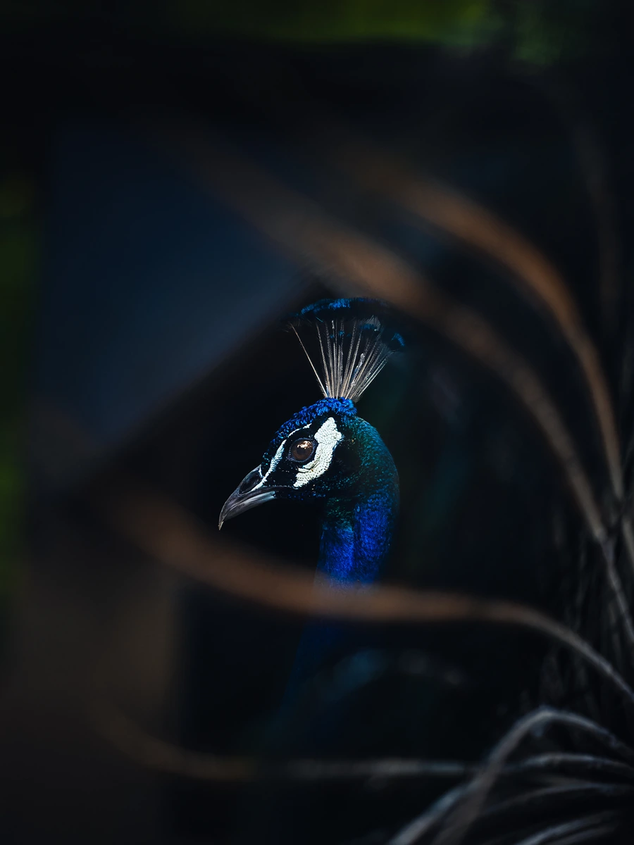 A peacock's iridescent blue head and crest emerging from dark, out-of-focus grasses.